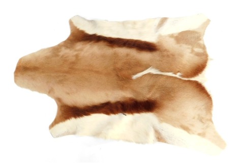 A Springbok animal skin, bearing stamp to underside, 73cm x 48cm.