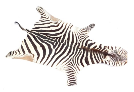 A Zebra skin, 260cm x 163cm