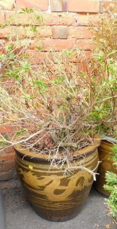 A Chinese style glazed garden planter, decorated in mustard and green, 51cm high, containing a shrub.