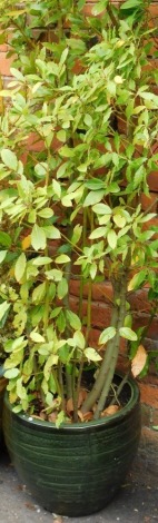 A green glazed garden planter, 38cm high, containing a shrub.