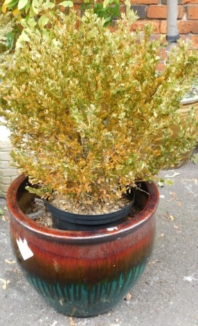 A garden planter, decorated in running red and green glaze, 40cm high, with a shrub.