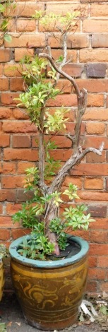 A Chinese style glazed garden planter, decorated with dragon, in green and mustard, 40cm high, containing a shrub.