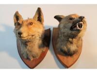 Two early 20thC mounted fox masks.