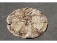 A large sheep skin rug.