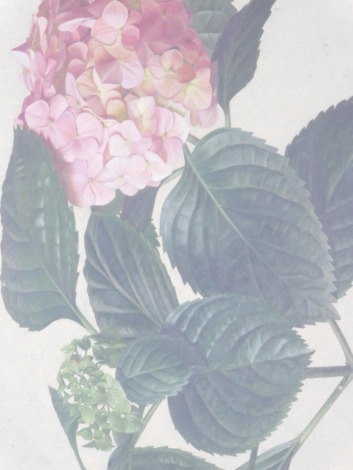 Raymond C. Booth, Hydrangea, watercolour, signed in pencil and dated 1954, 29cm x 47cm.