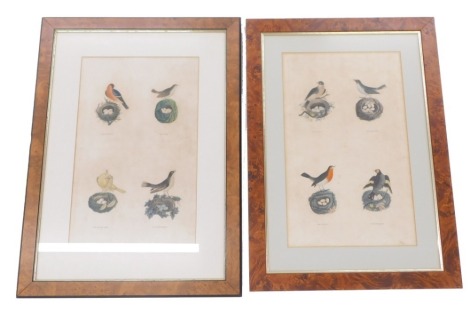 A pair of 19thC prints relating to birds, each with two printed marks, to include Bullfinch, The Wren, Nightingale, The Linnet, etc.