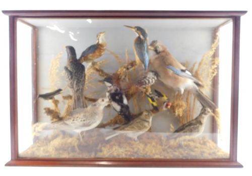 A taxidermied group of British domestic birds, to include jay, kingfisher, woodpecker, starling, pigeon, etc. 44cm high, 68cm wide.