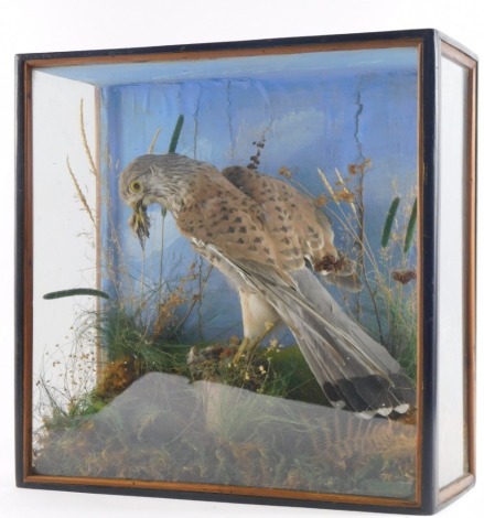 A taxidermied hawk, eating its prey on perch, in blackened case, 36cm high, 37cm wide, 15cm deep.