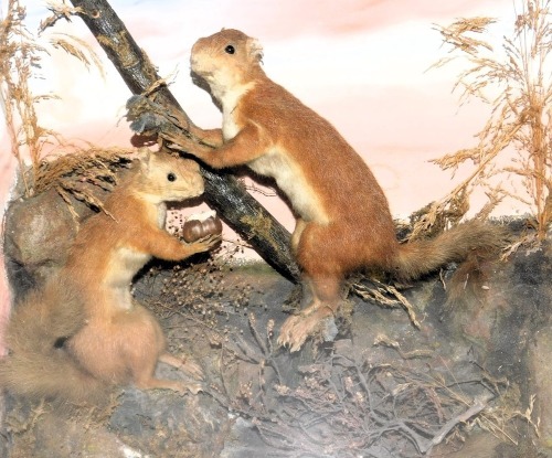 Taxidermy. A pair of red squirrels, in a naturalistic setting, cased, 42cm high, 47cm wide, 18.5cm deep.