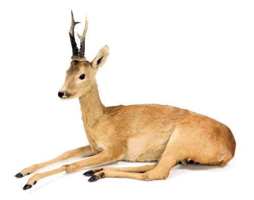 Taxidermy. A roe deer, in recumbent pose, 92cm wide.