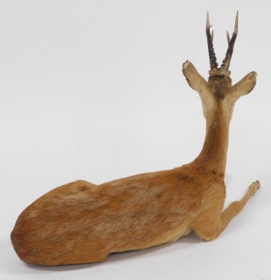 Taxidermy. A roe deer, in recumbent pose, 92cm wide. - 2