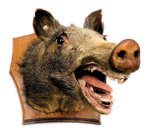 Taxidermy. A wild boar's head, modelled open mouthed, oak shield mounted, 40cm deep.