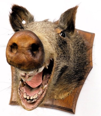 Taxidermy. A wild boar's head, modelled open mouthed, oak shield mounted, 40cm deep. - 2