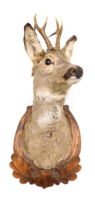 Taxidermy. A roe deer, head and neck, oak shield mounted, 68cm high.