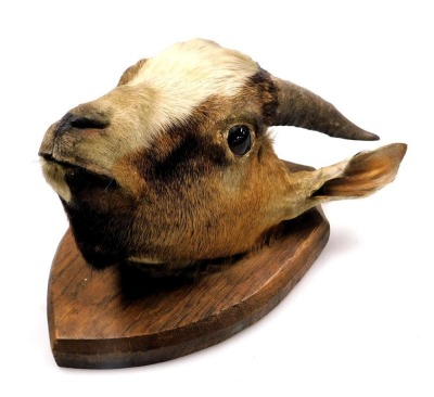 Taxidermy. An American Pygmy goat head, wooden shield mounted, 28.5cm high.