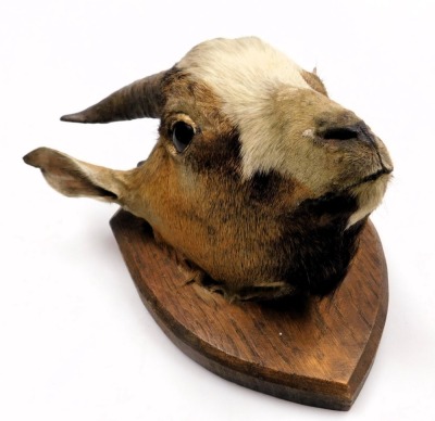 Taxidermy. An American Pygmy goat head, wooden shield mounted, 28.5cm high. - 2