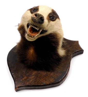 Taxidermy. A badger's head, oak shield mounted, 25.5cm high.