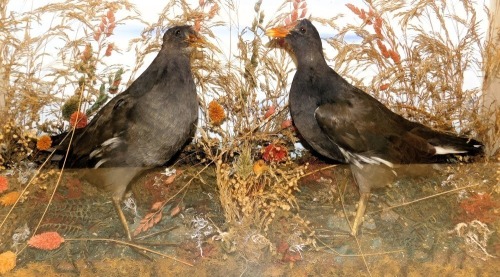 Taxidermy. Two moorhens, against a naturalistic ground, wooden cased, 39.5cm high, 61cm wide, 17.5cm deep.