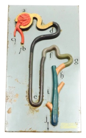 A 1950s painted metal model of the intestine, on a grey metal backing, 43.5cm x 24.5cm.