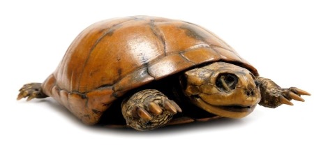 Taxidermy. A Terrapin, 24cm long.