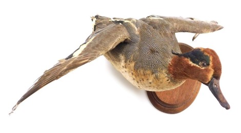 Taxidermy. A green winged Teal, modelled in flight, raised on an oval wooden base.