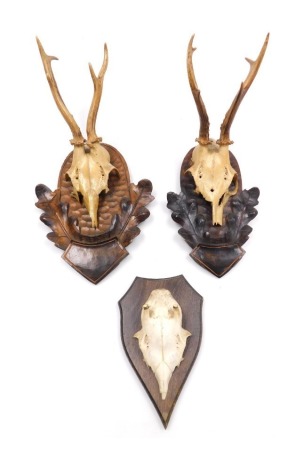 Two small deer cranial sculls, with antlers, in carved oak shield and leaf mounts, and a further deer's cranial scull, lacking antlers, on an oak shield mount. (3)