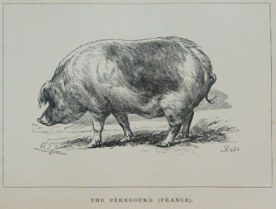 Long (James). The Book of the Pig; Its Selection, Breeding, Feeding, and Management, illustrated by Harrison Weir et al, published by L Upcott Gill, 170 Strand, London, 1886, green calf and gilt tooled. - 5