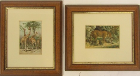 Two bookplate colour prints of safari scenes, to include leopard and cubs, and family of giraffes, 13cm x 20cm and 21cm x 12cm, framed.