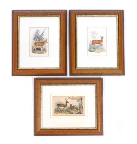 19thC and later safari prints, to include after F Cuvier The Pita Brocket, 20cm x 13cm, after S Edwards, male and female antelope, 13cm x 21cm, framed, and after J Smith The Oryx Beisa, 20cm x 13cm, framed and glazed. (3)