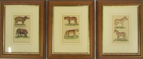 Three coloured engravings, to include the Sherwood and Co coloured engravings dated 1812 of the Tapier and Sukotyro, later coloured, 22cm x 13cm, The Felis Tigers and The Felis Leopard, 22cm x 13cm, and The Zebra and Quagga, 22cm x 13cm, framed and glazed