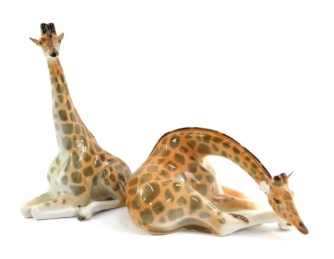 Two Russian Lomonosov porcelain giraffes, one in recumbent pose, 13.5cm high, and the other in seated pose (unmarked), 30cm high.