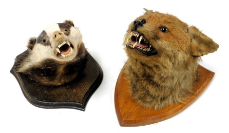 Taxidermy, a fox's head and a badger's head, both oak shield mounted. (2)