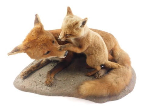 A taxidermied model of a fox and cub, on naturalistic base, 65cm high.