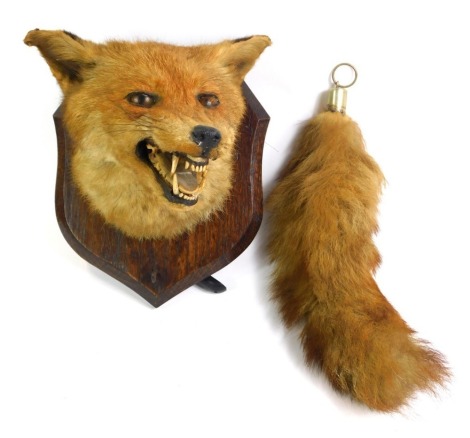 A taxidermied fox head and brush, mounted on oak shield plaque, with stainless steel mounts, the plaque, 24cm high, 19cm wide.