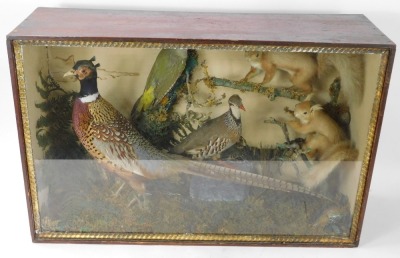 Taxidermy. A cased diorama, comprising pheasant, two red squirrels, a green woodpecker, and partridge, in naturalistic setting, contained in a glass fronted stained pine cabinet, 50cm high, 80cm wide, 26cm deep. - 2