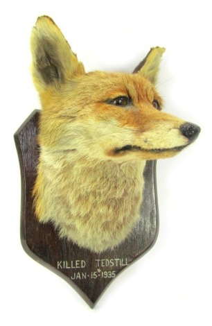 Taxidermy. A fox's head, mounted on an oak shield plaque, by W. Shelbrooke, taxidermist 8-furrier, Bridgnorth, bearing lettering Killed Tedstill January 15th 1935, 40cm high overall.