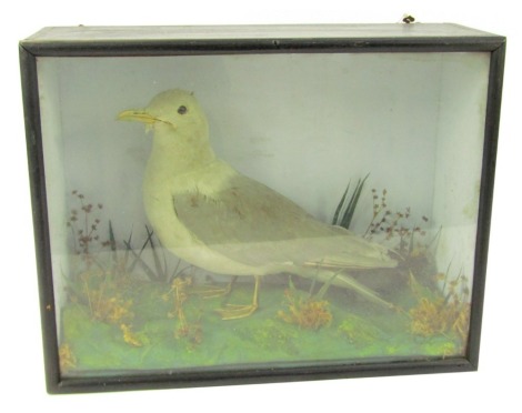 Taxidermy. A gull in naturalistic setting, in an ebonised glazed case, marked to the back 'shot in Hunts Meadow by the river Welland, by W.K. Molesworth in the spring of 1892,' 30cm high, 39cm wide, 14.5cm deep.