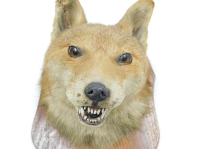 Taxidermy. A fox's head, on an oak shield mount, various traces of a Leicester label verso. - 2