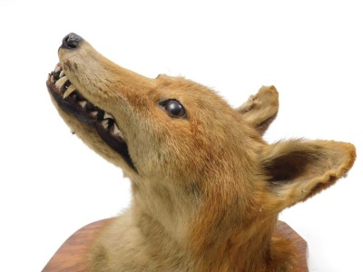 Taxidermy. A fox's head, on an oak shield mount, various traces of a Leicester label verso. - 3