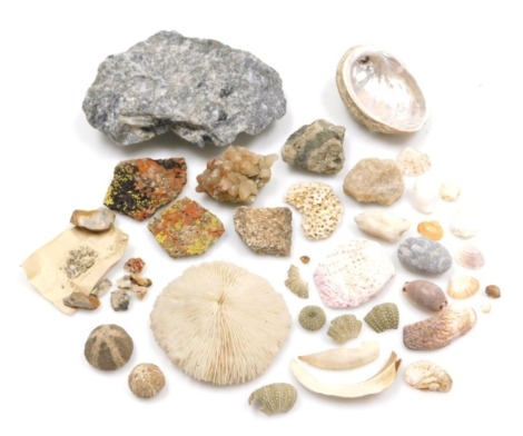 Fossilized sea urchins and coral, sea shells, quartz and other crystals. (a quantity)