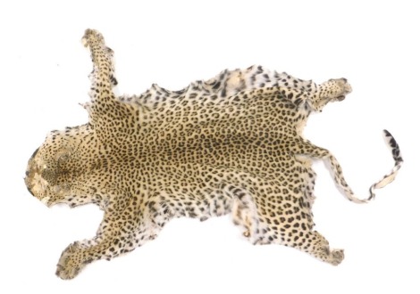 A leopard skin, with flat head, unbacked, 140cm x 102cm, circa 1930, sold with cities license number 24GBA10 MLG2MG.