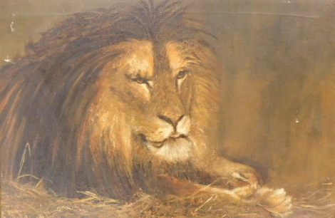 19thC/20thC. Study of a lion, oil on canvas, 50cm x 75cm.