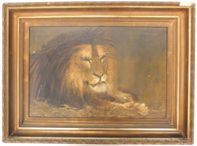 19thC/20thC. Study of a lion, oil on canvas, 50cm x 75cm. - 2