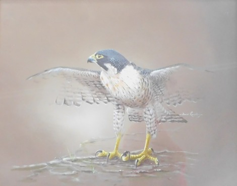 David Rampling (20thC). Bird of Prey, watercolour, signed, 39cm x 49cm.