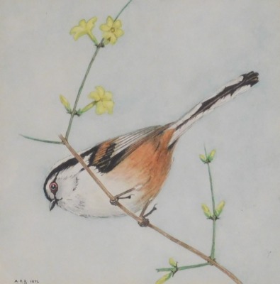 British School (Late 20thC). Three studies of finches and tits, watercolours, monogrammed and dated 1976, 13cm x 13cm. - 4