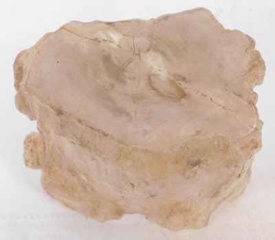 A section of petrified wood, 26cm high, 24cm wide. - 2