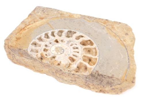 A section of fossilized ammonite, 24cm high, 39cm wide.