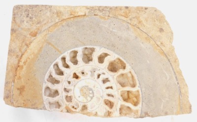 A section of fossilized ammonite, 24cm high, 39cm wide. - 2