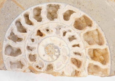 A section of fossilized ammonite, 24cm high, 39cm wide. - 3