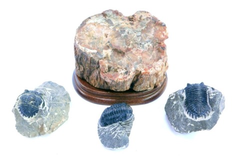 Three fossilized trilobite, together with fragment of fossilized wood, polished to one side, 13cm wide, on a wooden base.